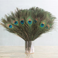 Kitty Feathers