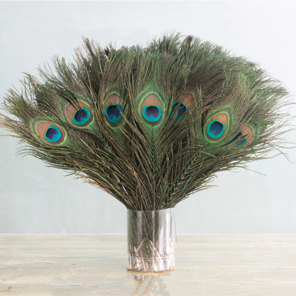 Kitty Feathers